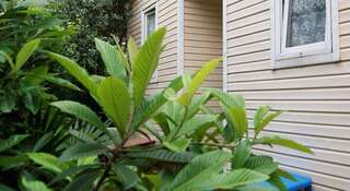 Гостиница Guest House Adler Адлер Бунгало Делюкс с видом на сад-4