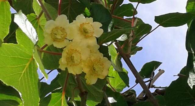 Гостиница Guest House Adler Адлер-10